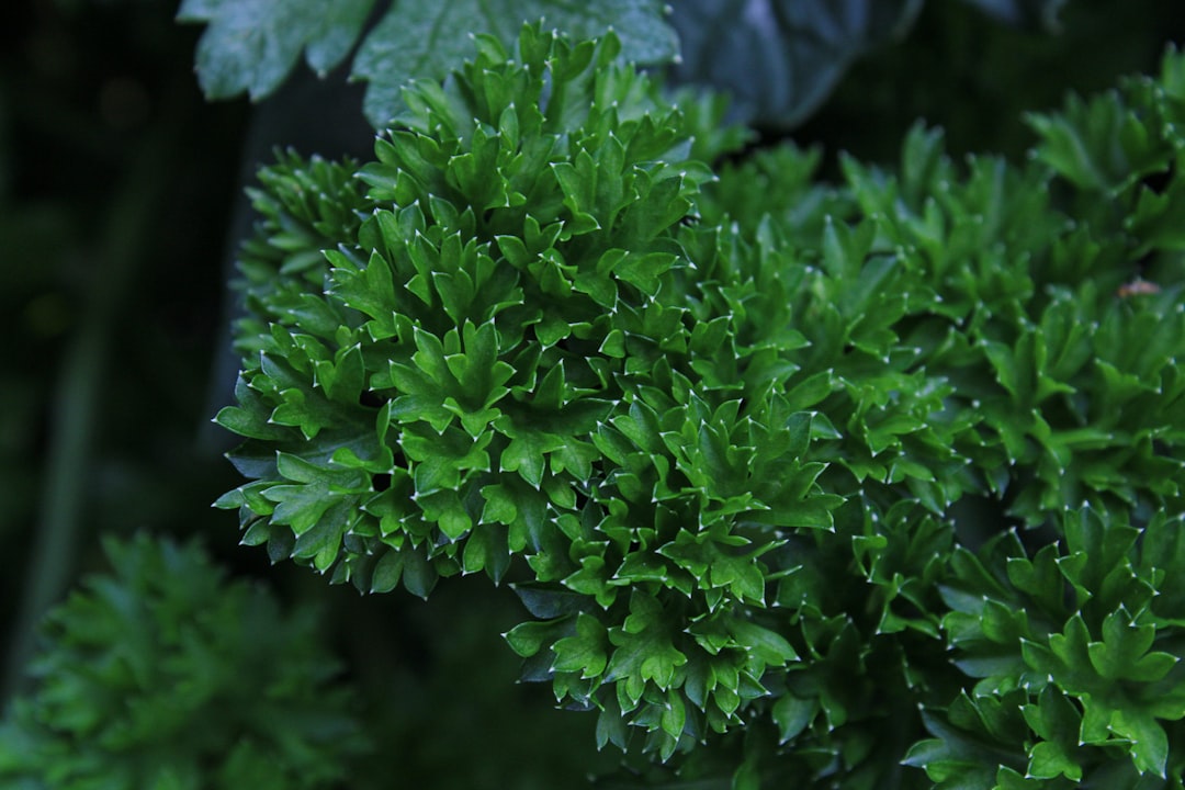 Parsley: The Humble Healing Herb (image credits: unsplash)