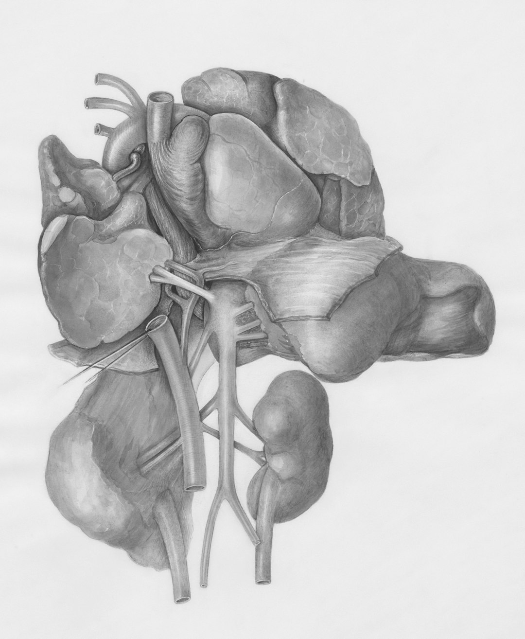 Your Kidneys Work Harder Than You Think (image credits: unsplash)