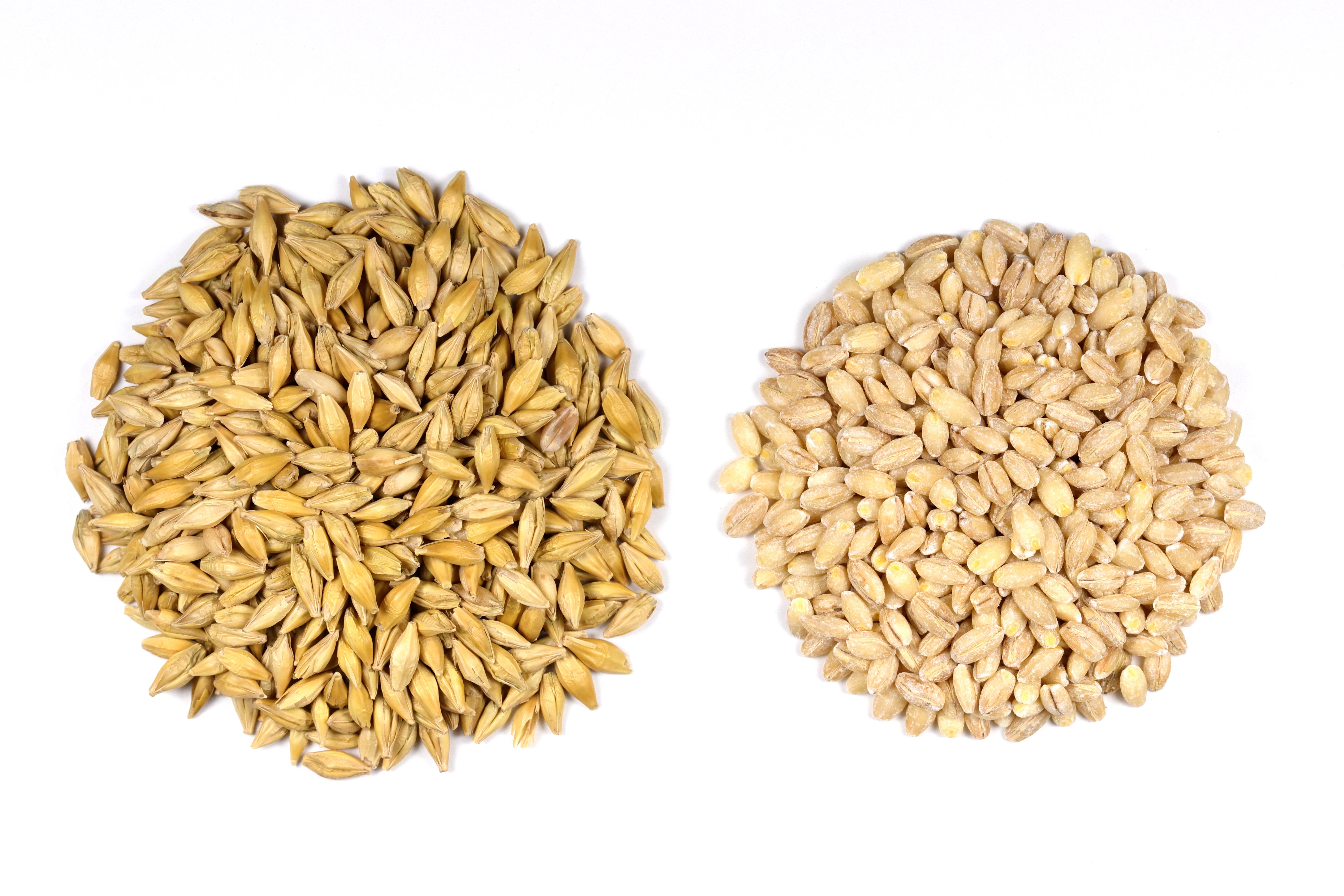 Barley: The Heart-Healthy Champion (image credits: wikimedia)