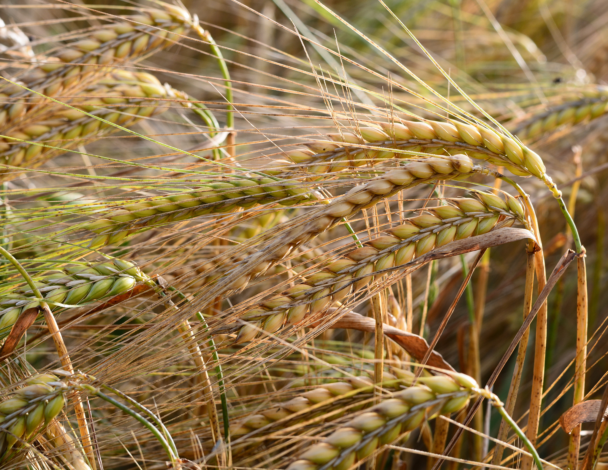 China Maintains Massive Import Investment (Image Credits: Wikimedia)