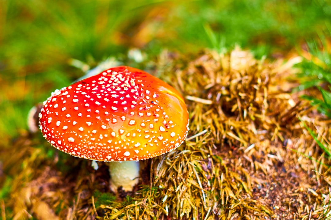 Unusual Foods and Hidden Poisons (image credits: unsplash)