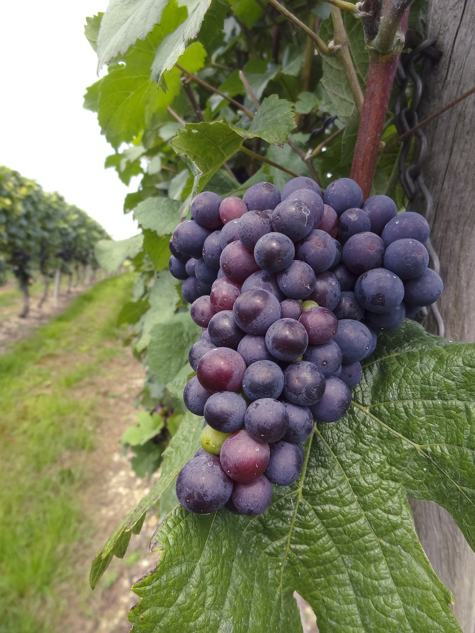 Changing Flavors: A New Taste for Wine and Chocolate Lovers (image credits: pixabay)