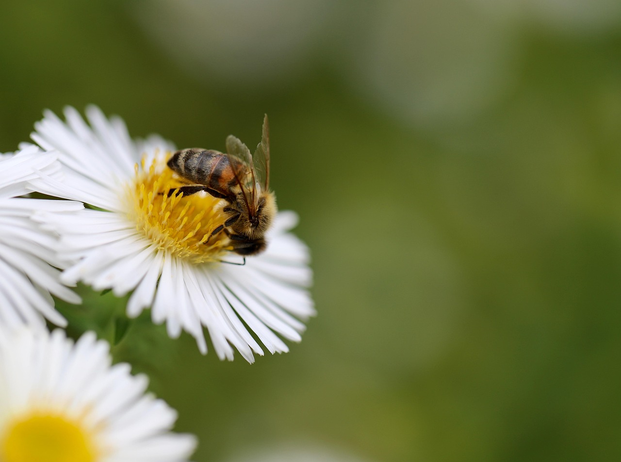 The Role of Bees in Ecosystems (image credits: pixabay)
