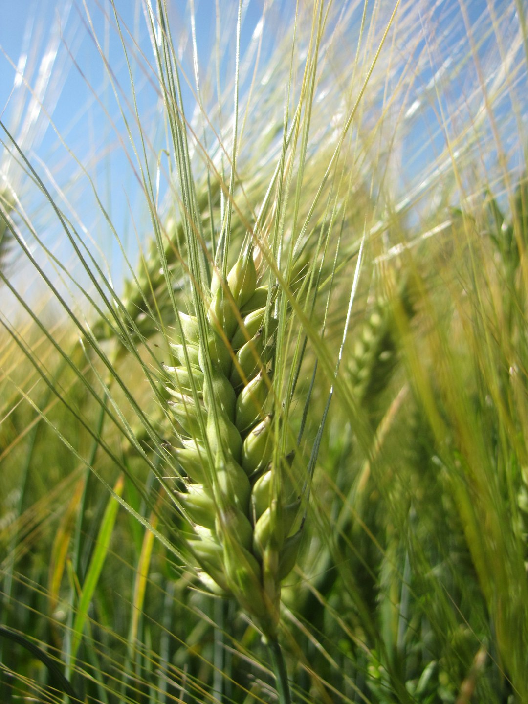The Fiber Champion: Barley (image credits: unsplash)