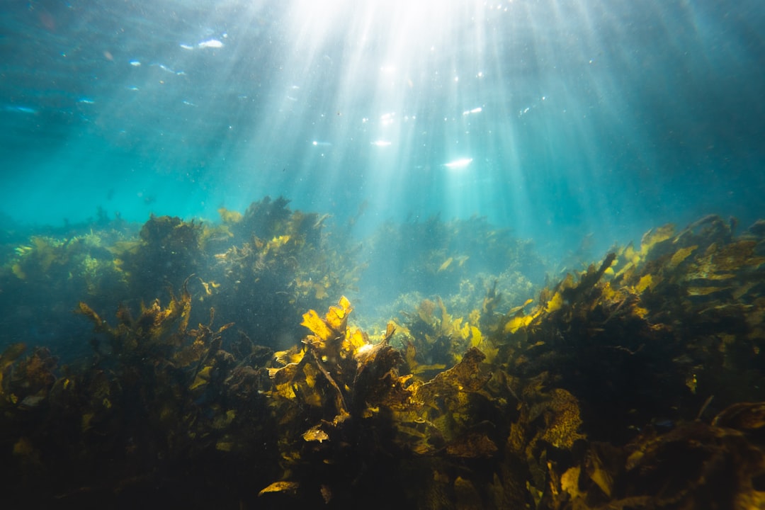 Seaweed: The Mineral-Rich Green from the Ocean (image credits: unsplash)