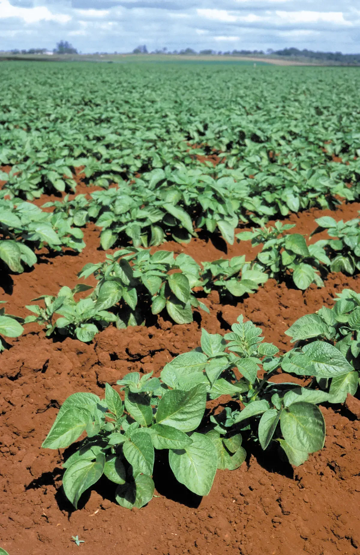 The Potato Farms Behind Every Bag (Image Credits: Wikimedia)