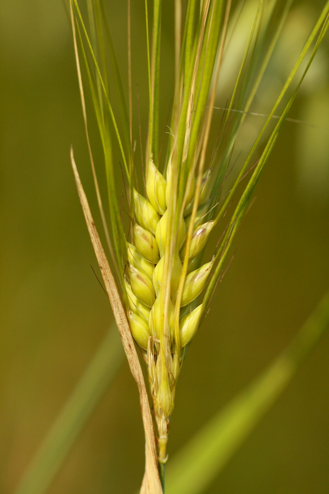 Barley: The Cholesterol Buster (image credits: unsplash)