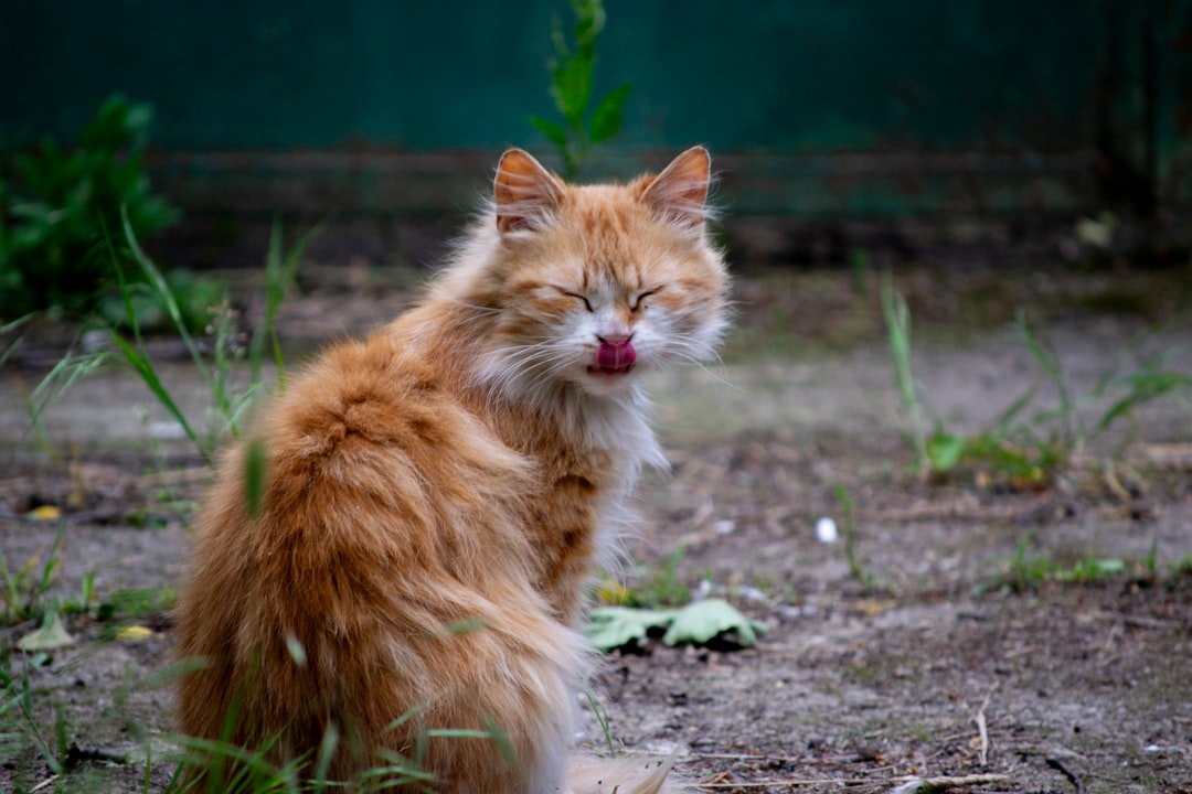 Ignoring Their Carnivore Nature (image credits: unsplash)