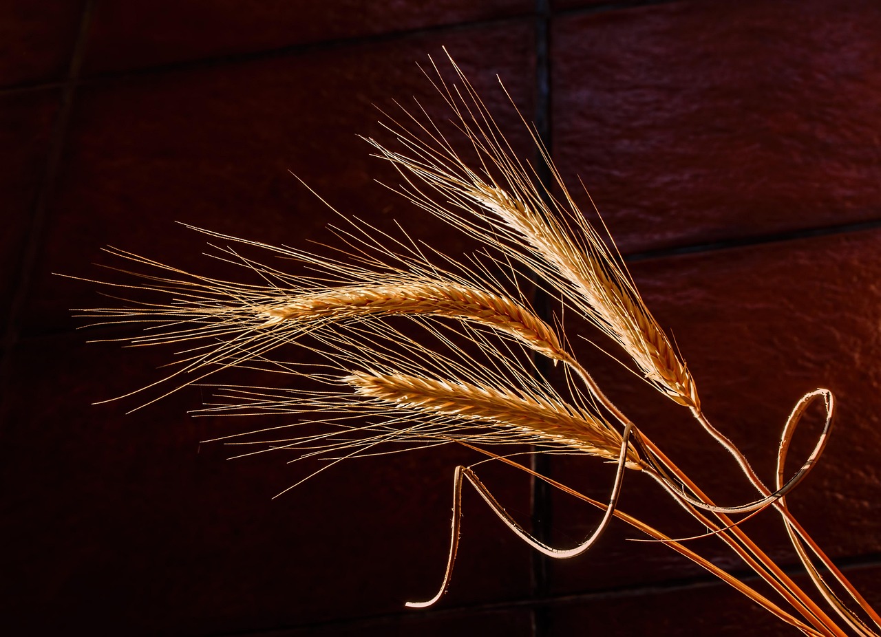 Barley: A Grain with Powerful Cholesterol Benefits (image credits: pixabay)