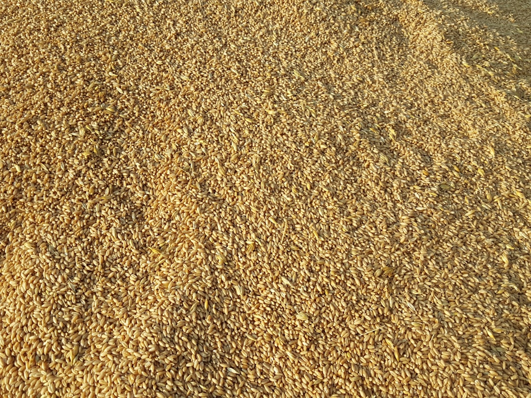 Amaranth: The Tiny Titan of the Aztecs (image credits: unsplash)
