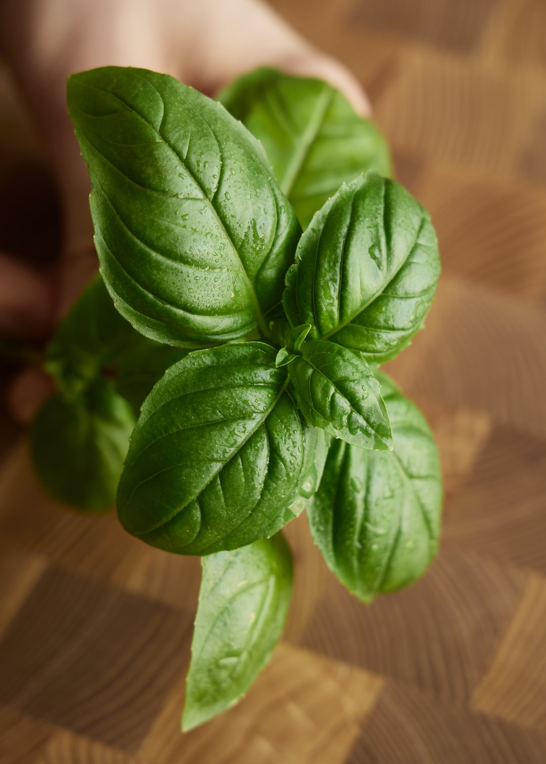 The Geographic Advantage of Mediterranean Basil (image credits: unsplash)