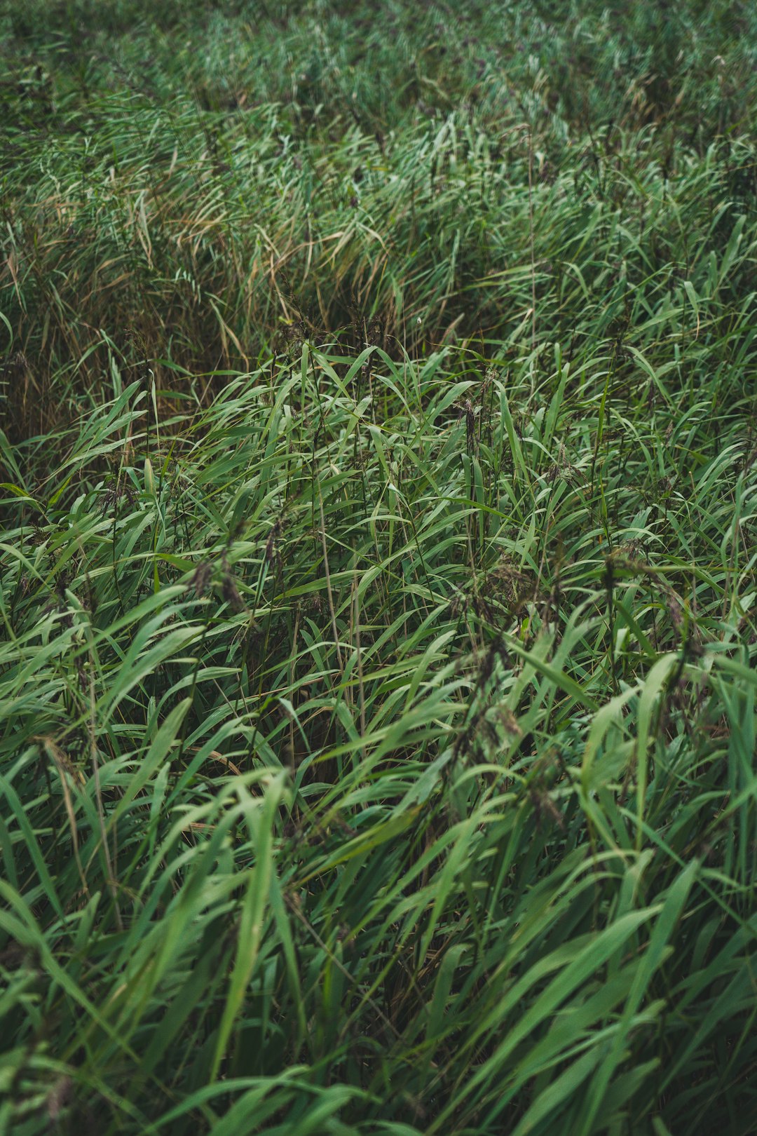 Henry Ford's Wild Weed Experiments (image credits: unsplash)