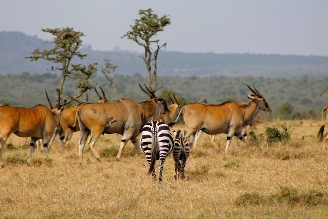 Kenya Faces Security and Conservation Pressures on Tourism (image credits: unsplash)