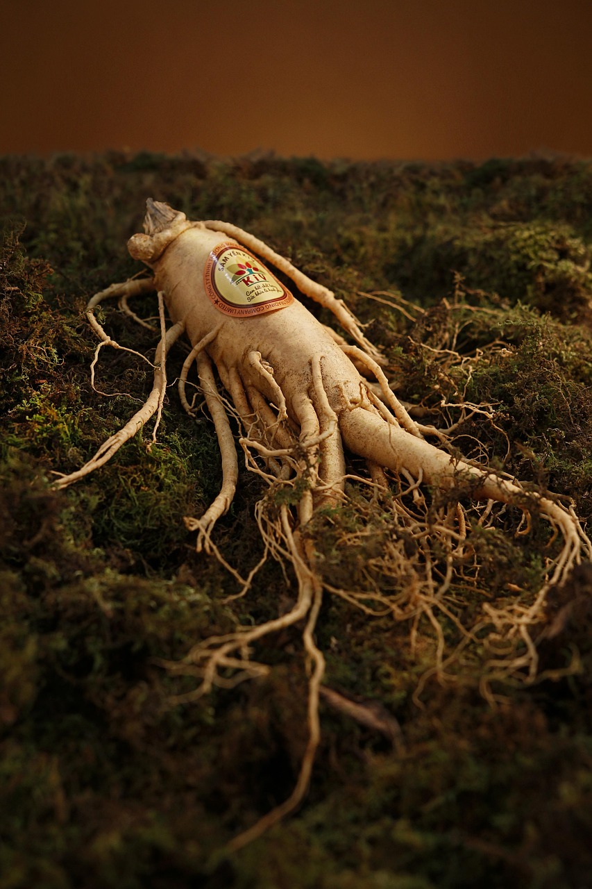 Ginseng: Ancient Root, Modern Scrutiny (image credits: pixabay)