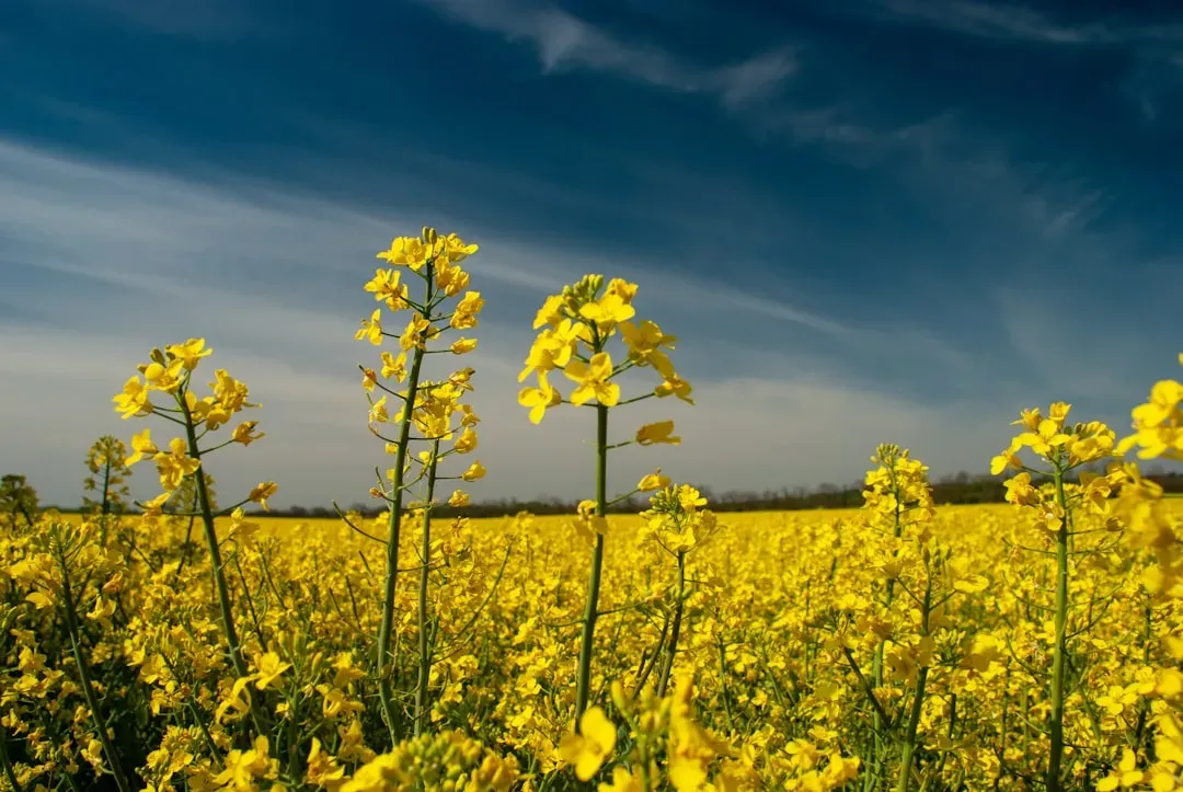 Alternative 1: Canola Oil - The Everyday Workhorse (Image Credits: Unsplash)