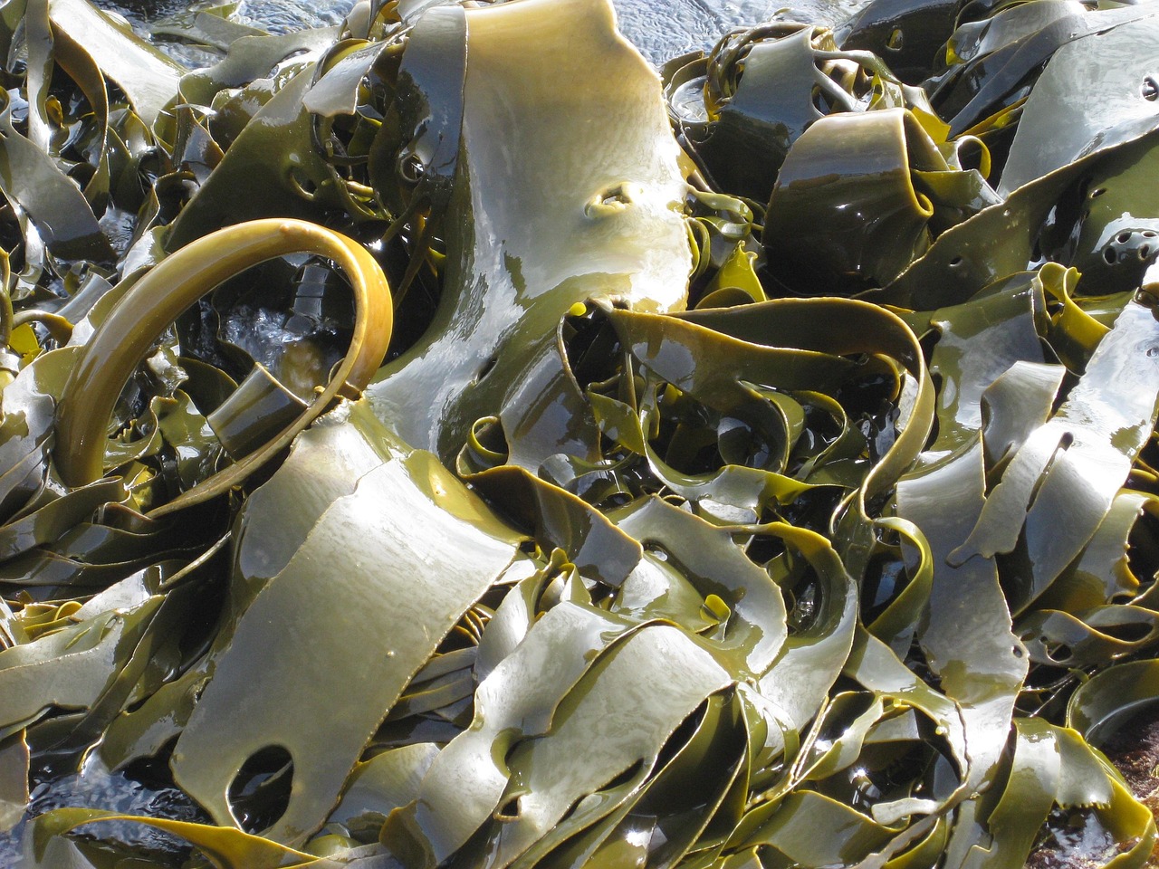 3. Kelp: The Iodine-Rich Sea Vegetable (image credits: pixabay)