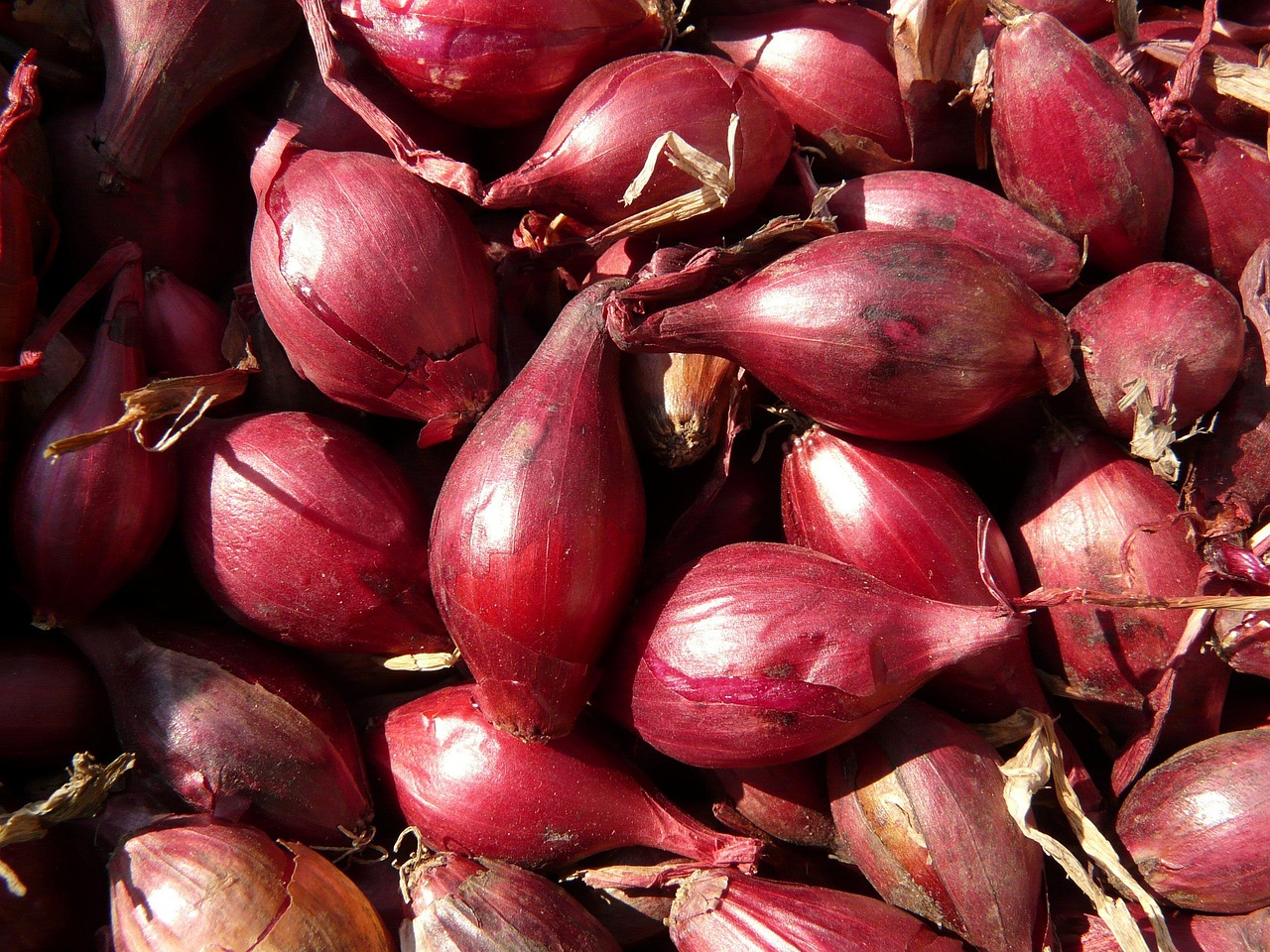 Why Shallots Beat Onions Every Time (image credits: pixabay)