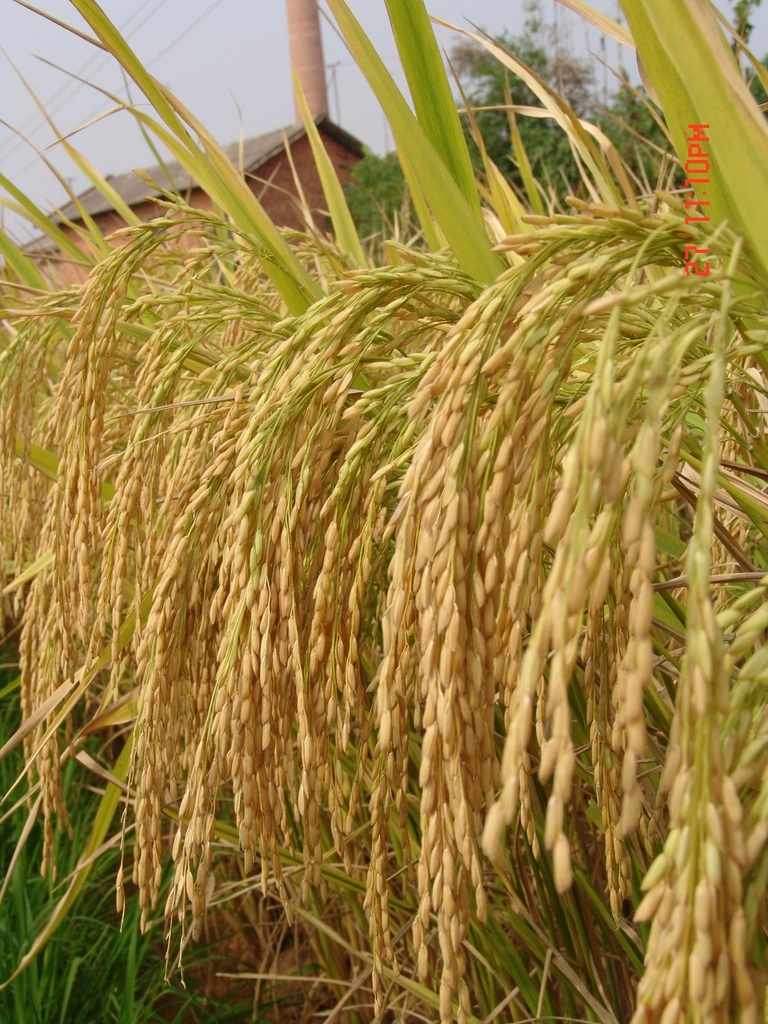 Teff: Ethiopia's Tiny Nutritional Giant (image credits: rawpixel)