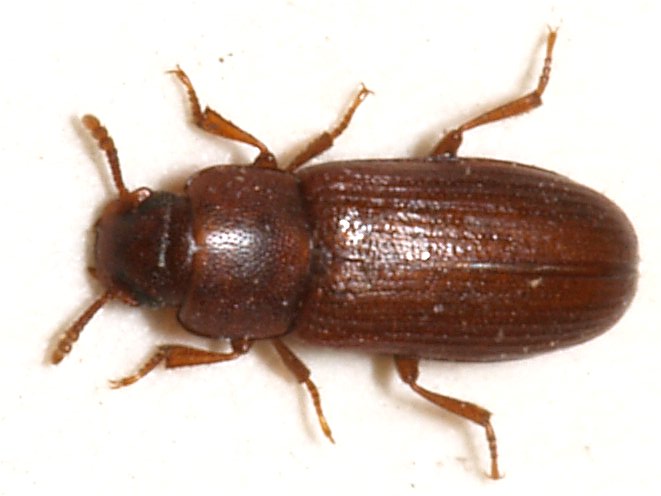 Expired Flour with Insect Infestations (image credits: wikimedia)