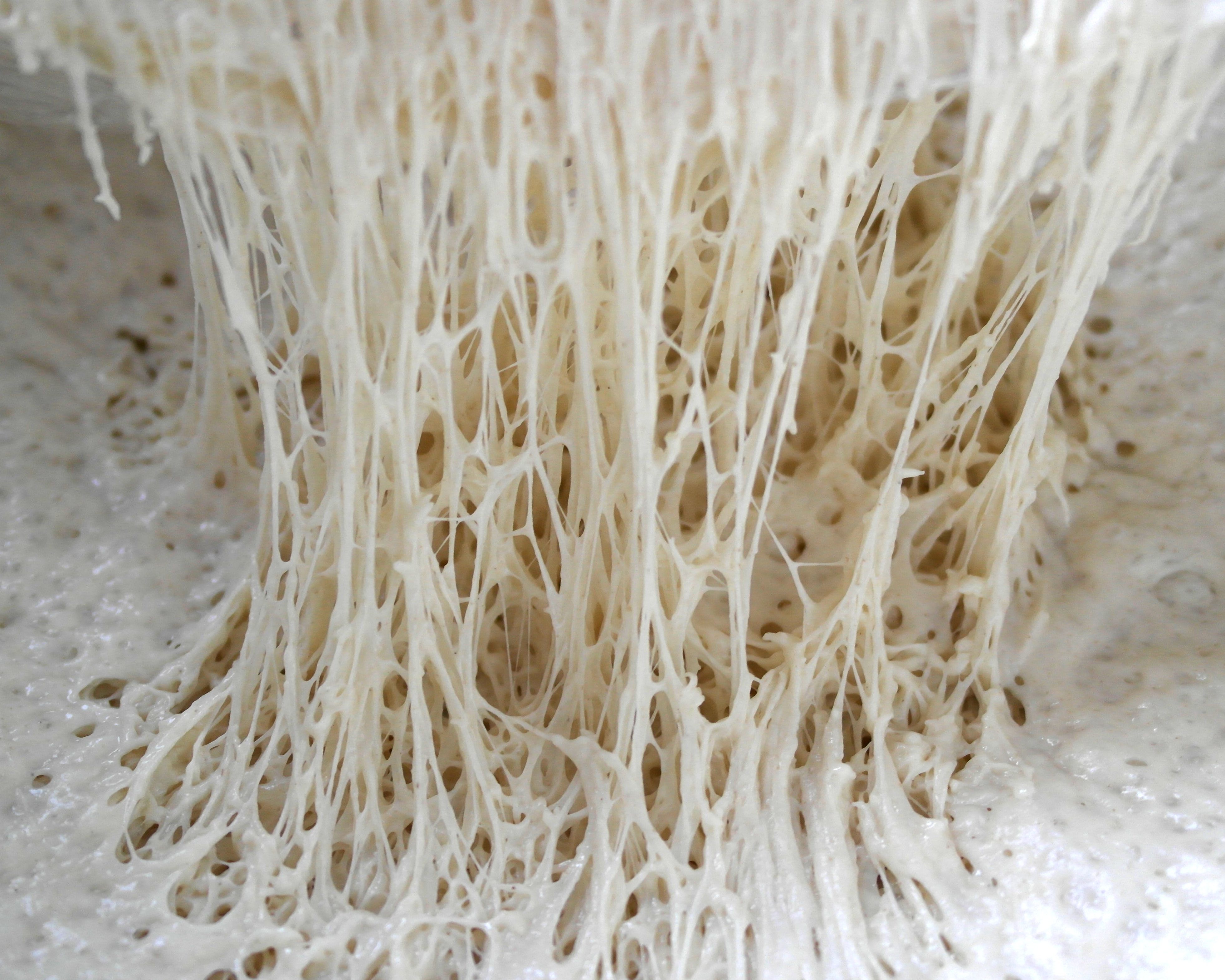 Understanding Gluten: What Is It, Really? (image credits: wikimedia)