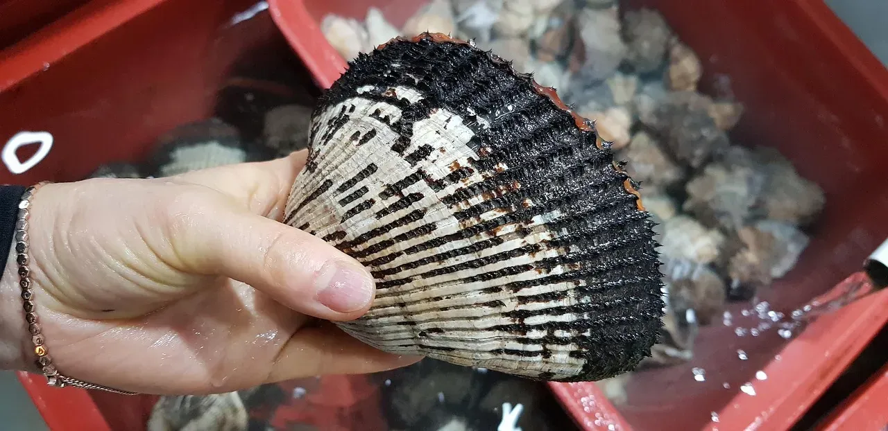 Blood Clams: The Hepatitis Hotbed (Image Credits: Pixabay)