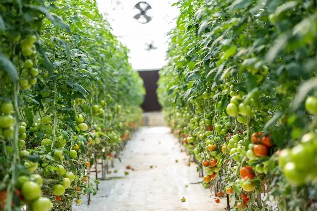 Food #4: Tomatoes - More Than 90 Percent Water and Lycopene-Dense (Image Credits: Unsplash)