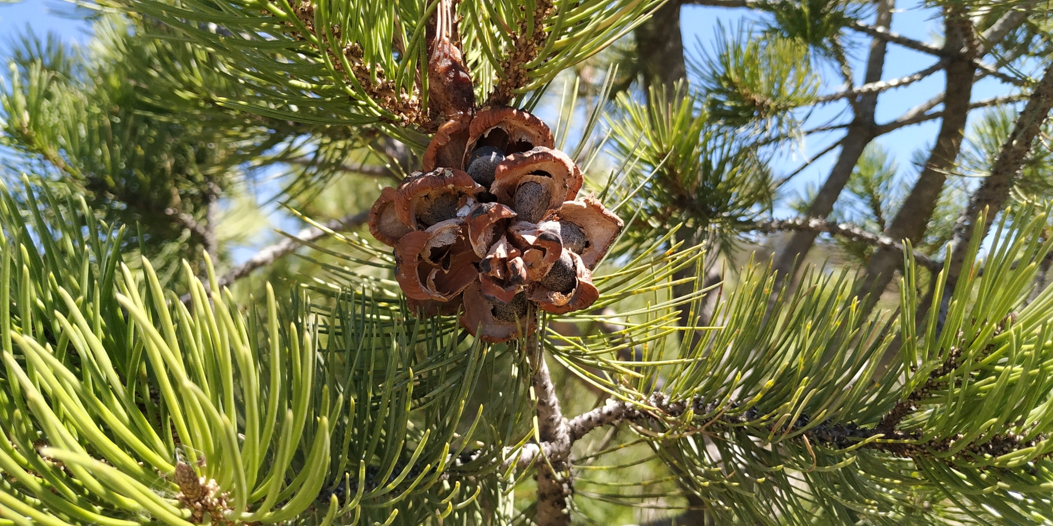 Tree Nuts Take Forever to Mature (image credits: wikimedia)