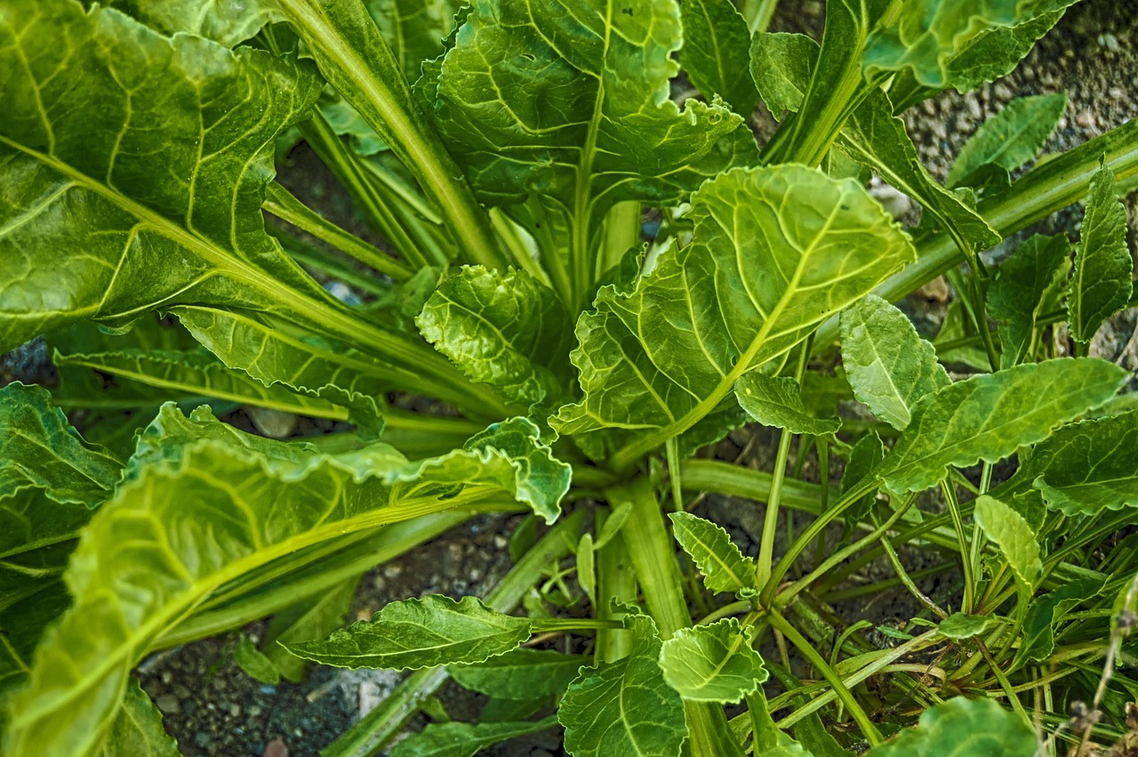 Spinach: The Green Powerhouse (image credits: pixabay)