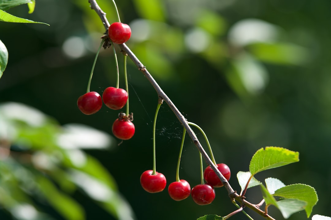 13. Cherries: A Luxurious Loss (image credits: unsplash)