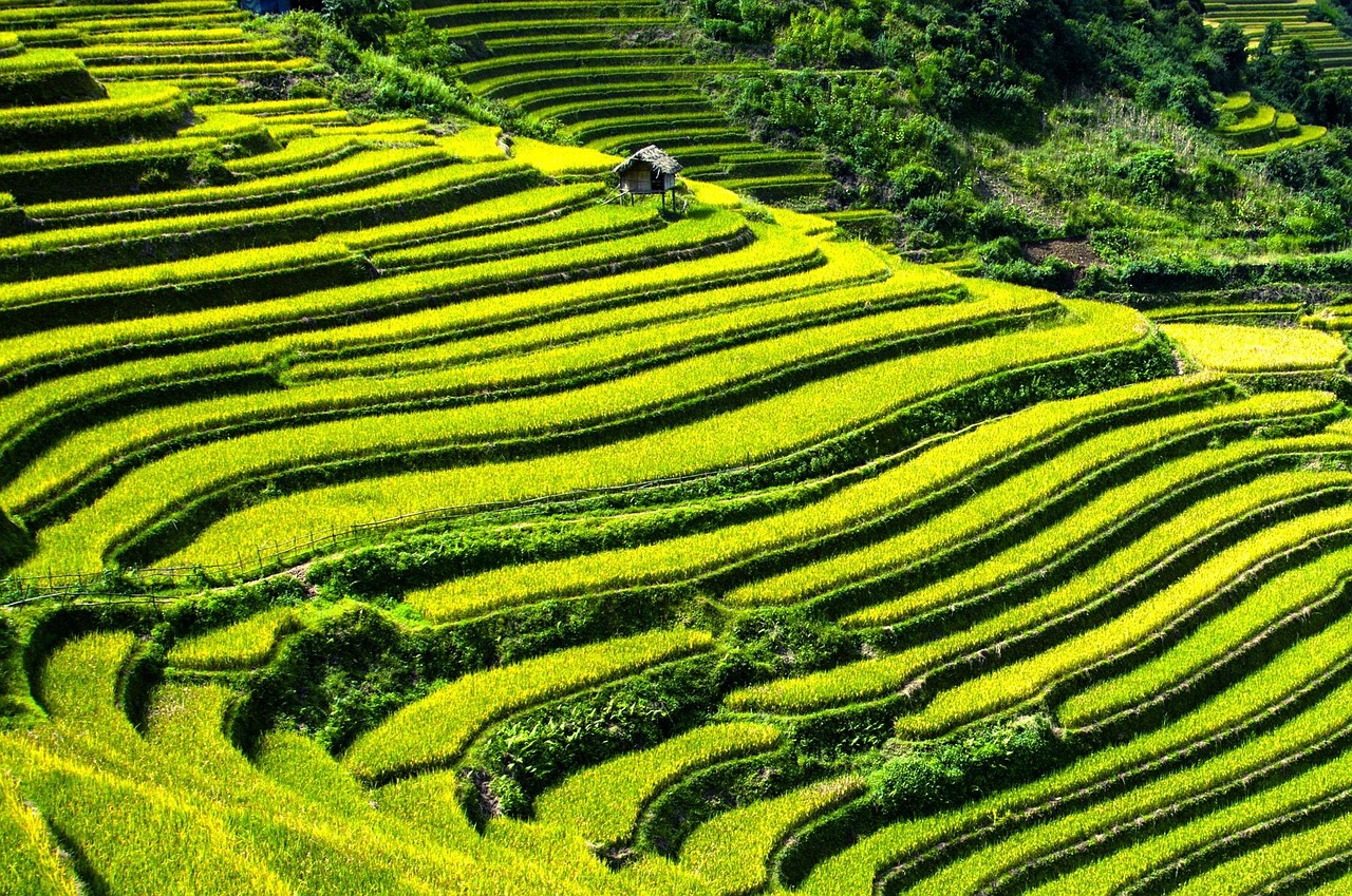 Microplastics in Rice (image credits: pixabay)