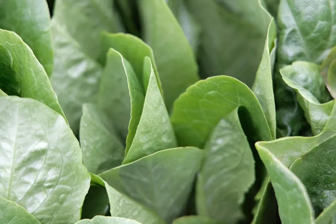 Spinach Already Has Its Own Iron Absorption Problem (Image Credits: Unsplash)