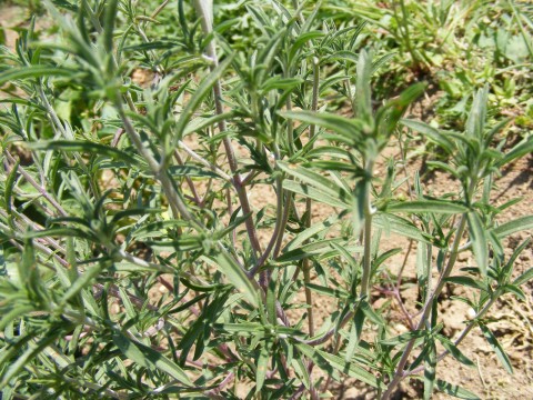 Thyme (Thymus vulgaris) (image credits: wikimedia)