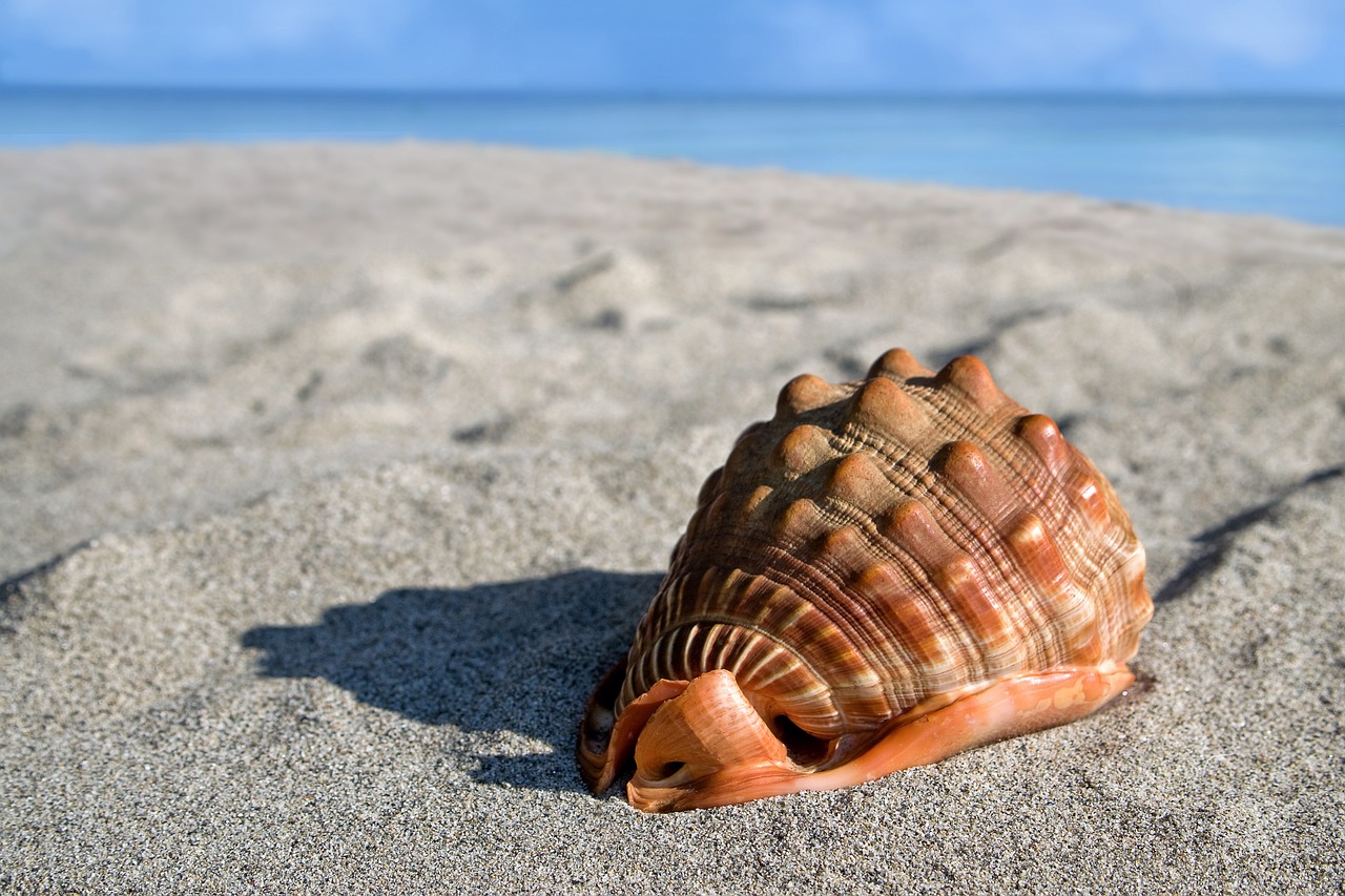 Conch - Caribbean Delicacy (image credits: pixabay)