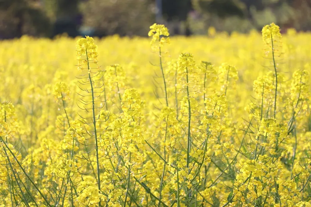 The Science Behind Canola's Health Credentials (Image Credits: Unsplash)
