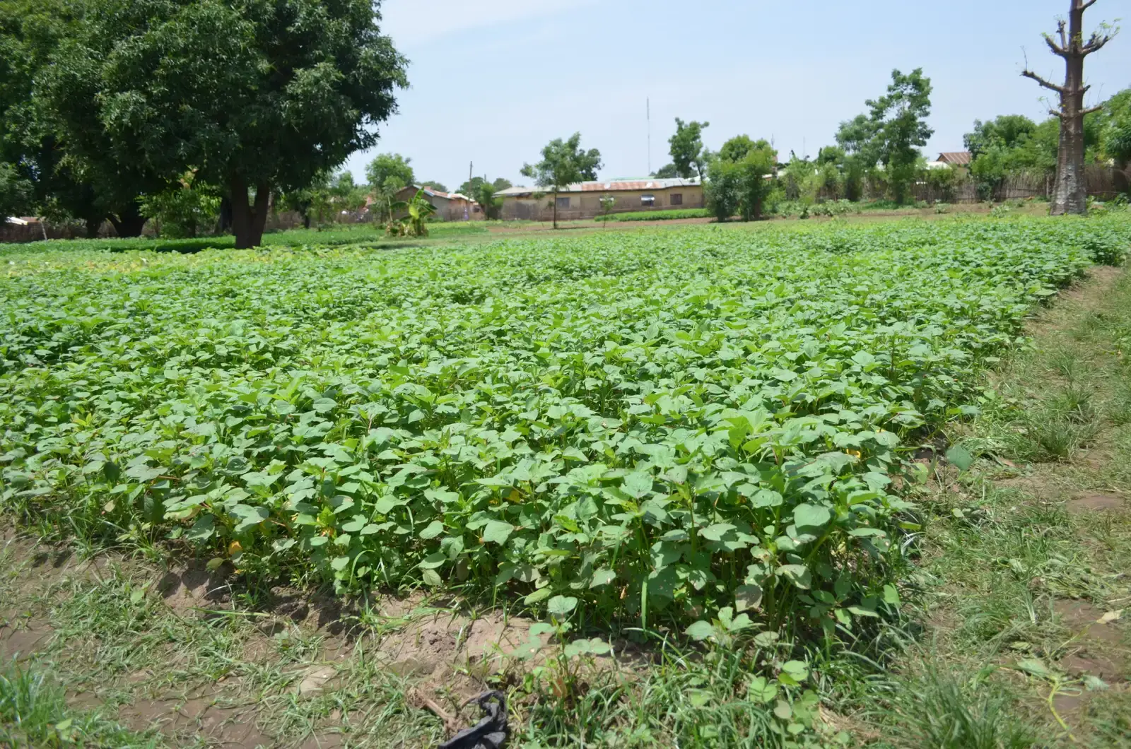 The Absorption Gap - What You Need to Know About Plant Iron (By Ibn Shiraz, CC BY-SA 4.0)