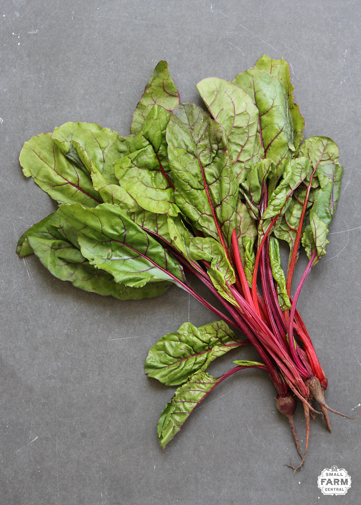 Beet Greens: The Leafy Gold Mine Growing Above Ground (image credits: flickr)