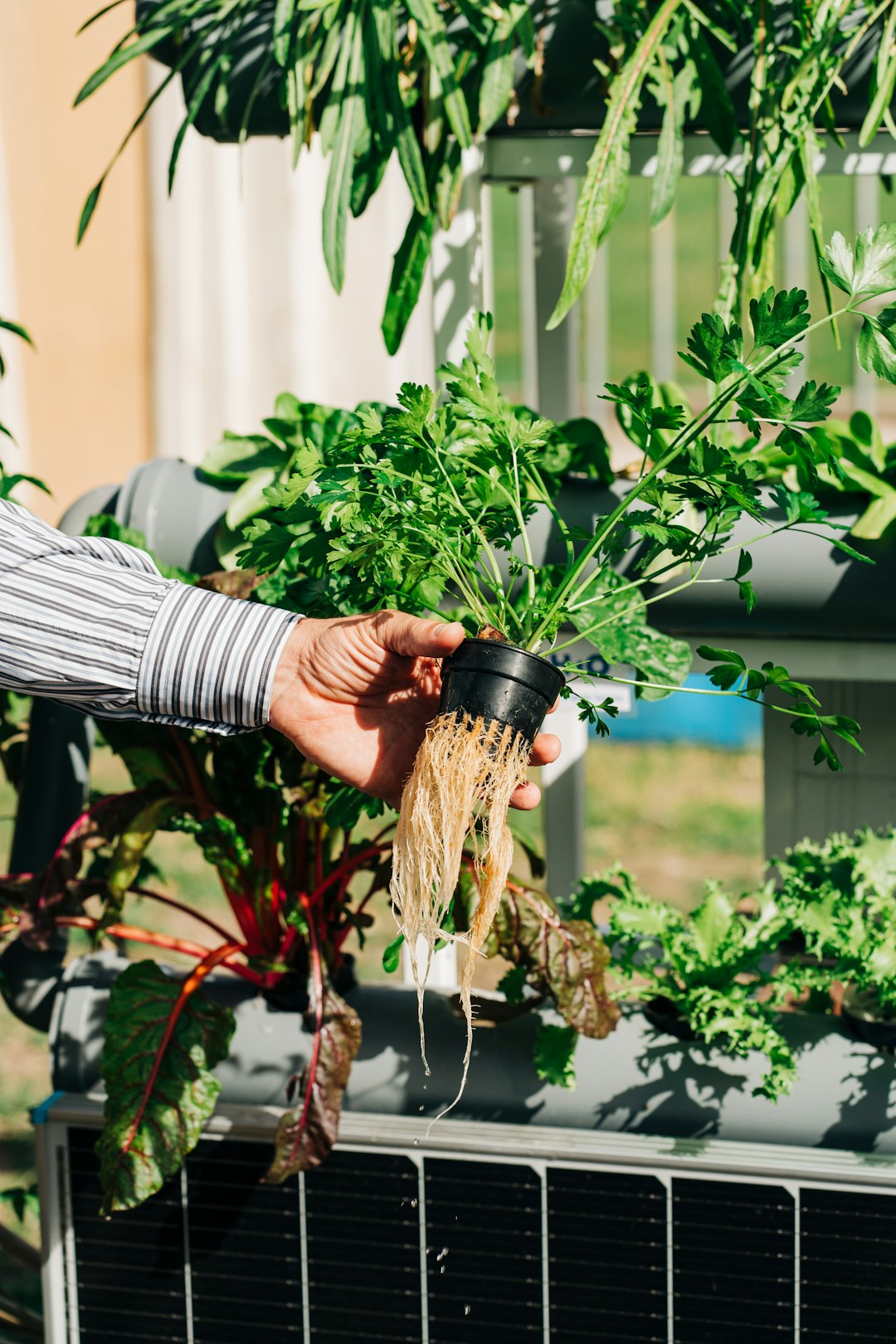 Hydroponics: Farming Without Soil (image credits: unsplash)