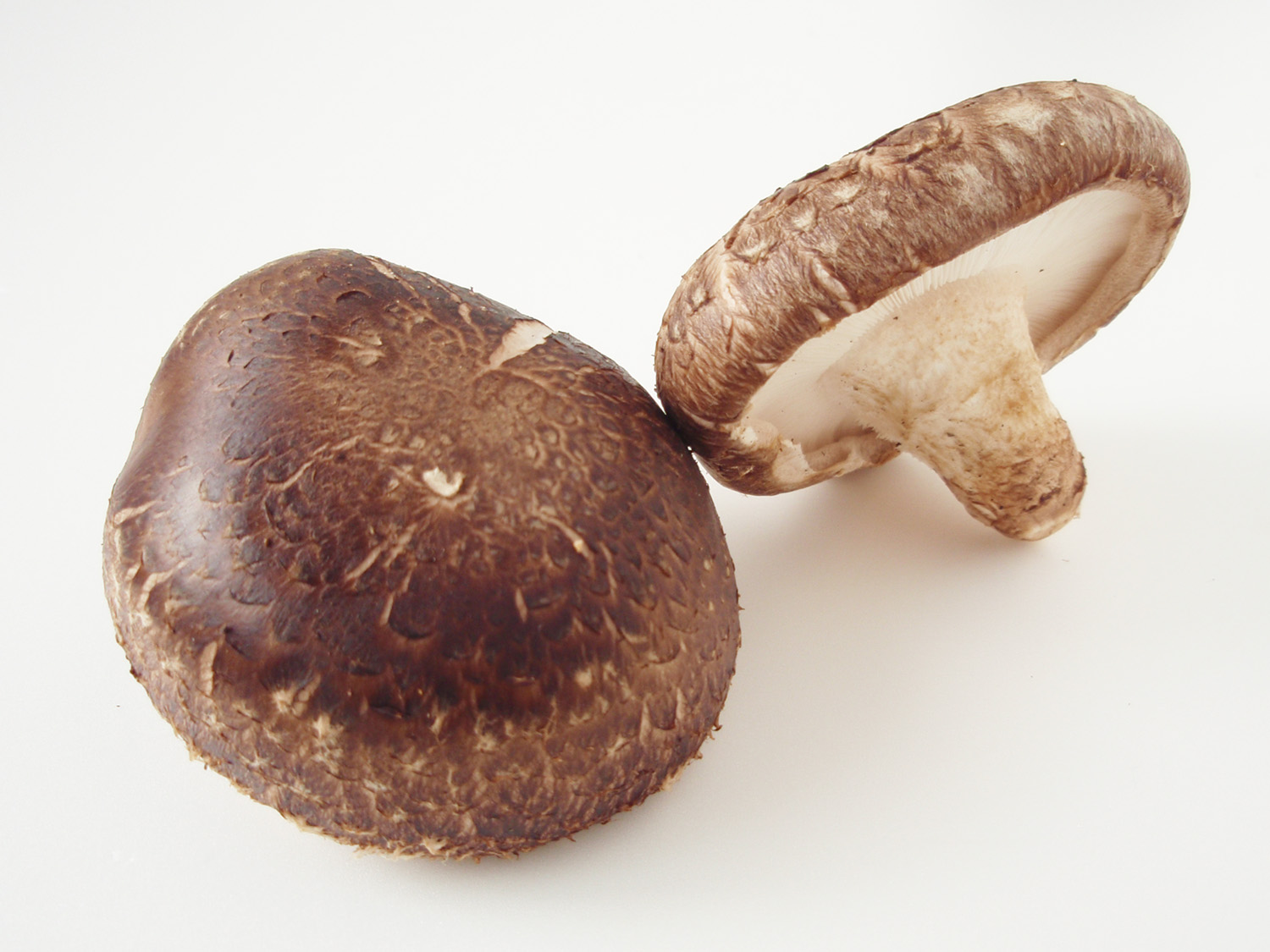Shiitake Mushrooms - The Umami Champions (image credits: wikimedia)