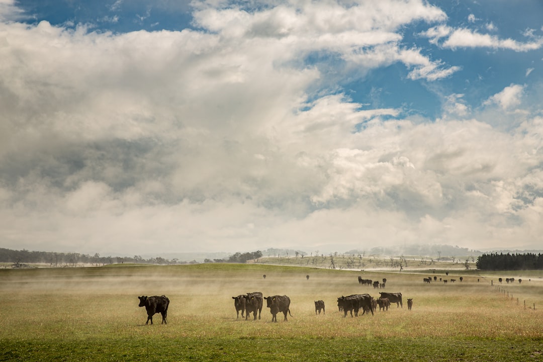 The Future Of Beef In America (Image Credits: Unsplash)