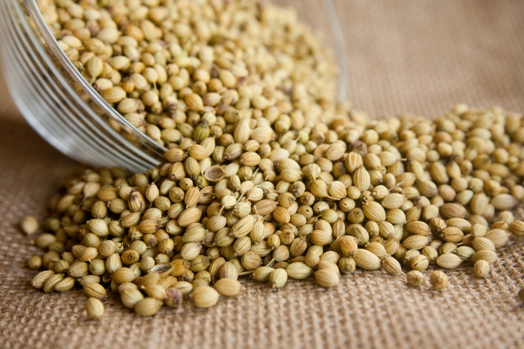 Coriander's Lemony Freshness Vanishing Act (image credits: rawpixel)