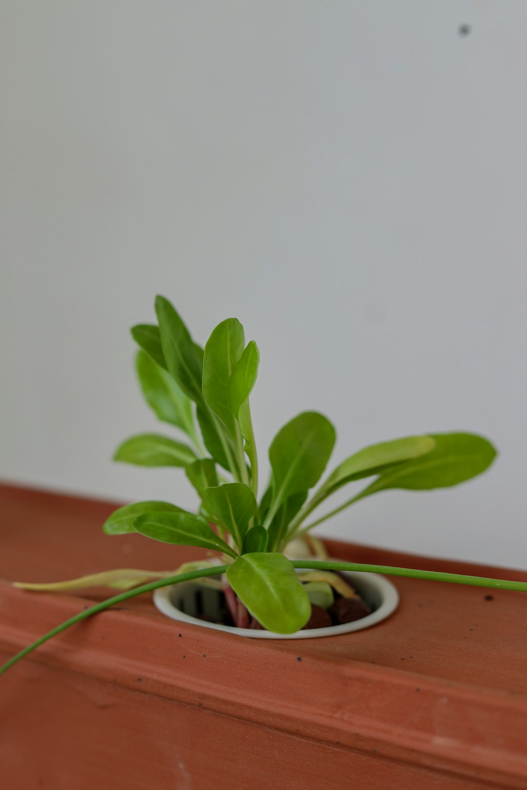 Spinach (Especially Baby Spinach) (image credits: unsplash)
