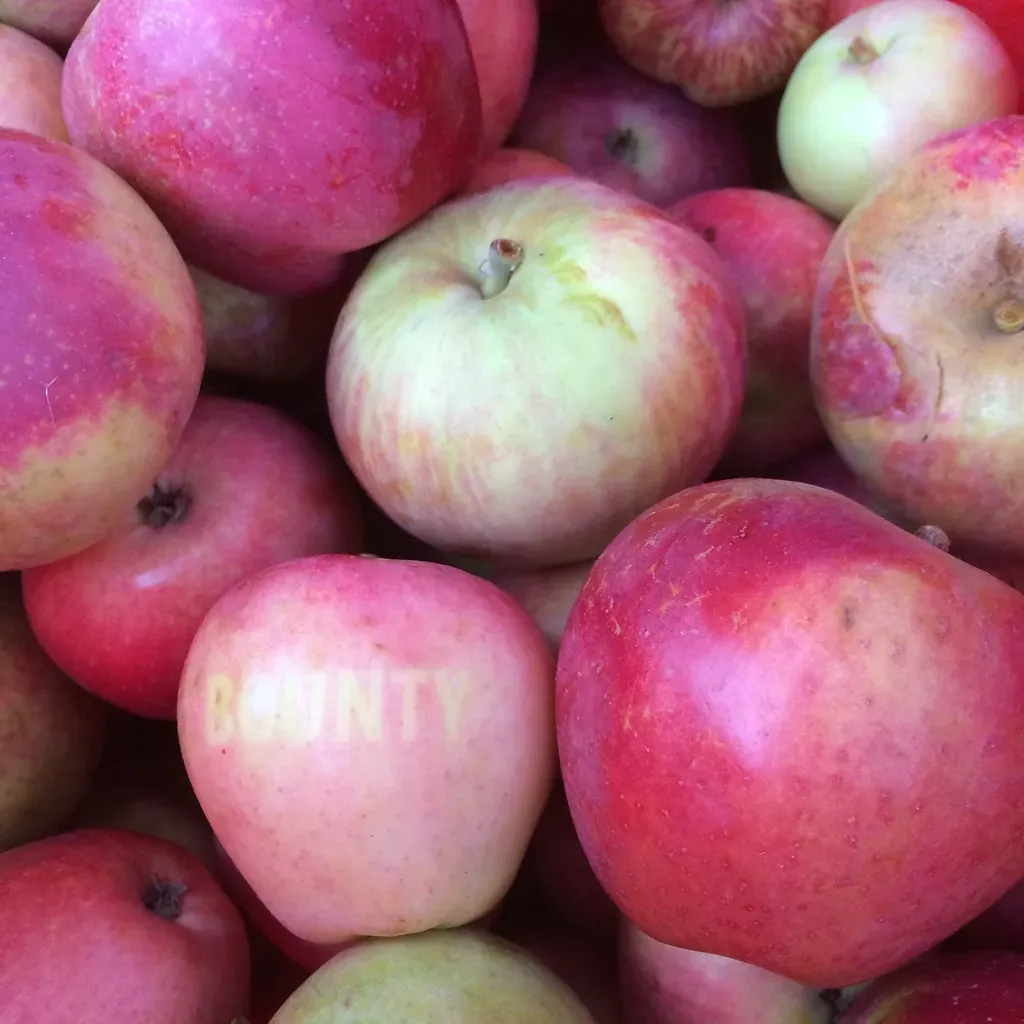 Heirloom Cider Apples (Image Credits: Flickr)