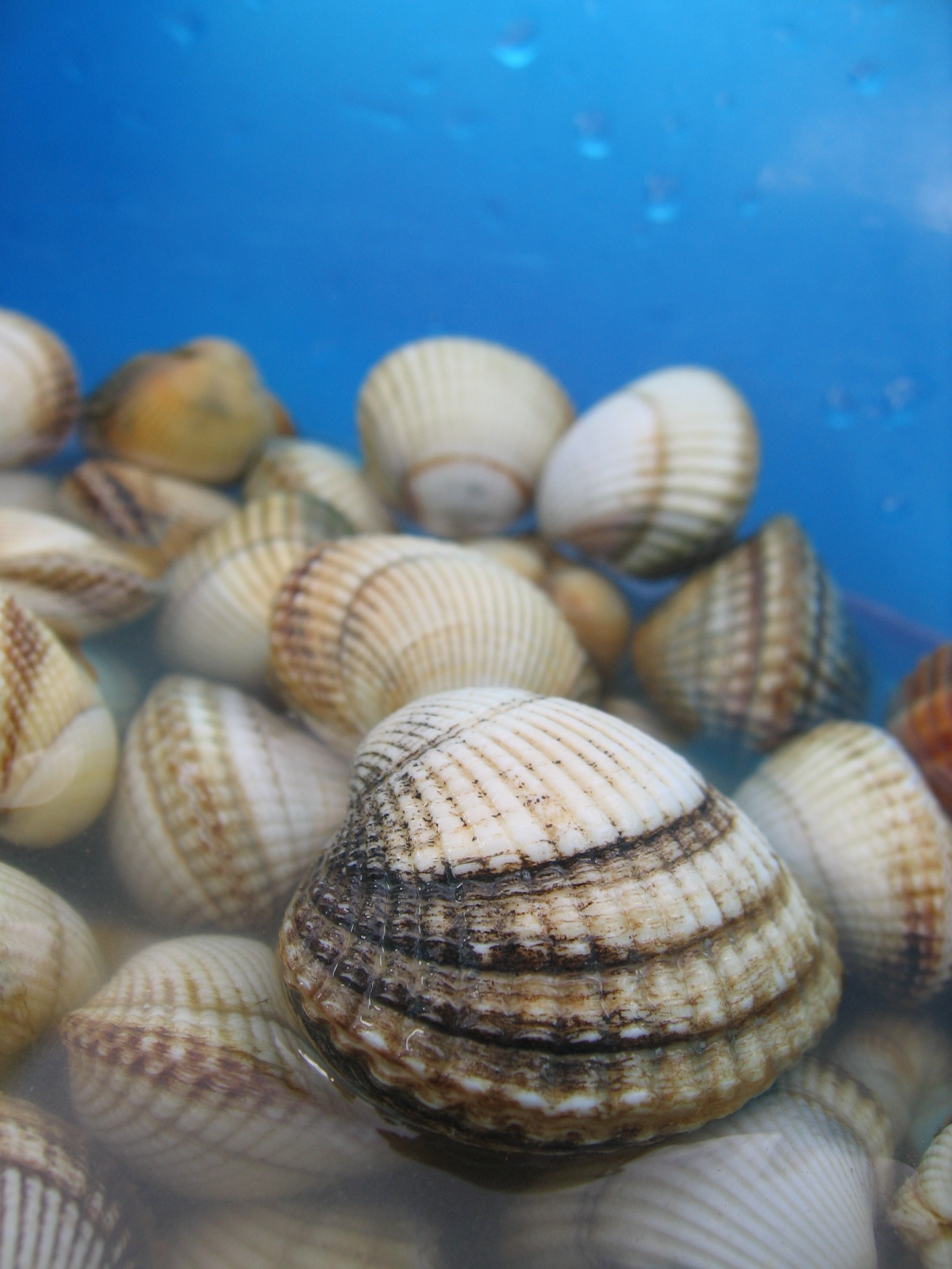 Cockles - Heart-Shaped Treasures (image credits: Flickr, CC BY-SA 2.0, https://commons.wikimedia.org/w/index.php?curid=2138439)