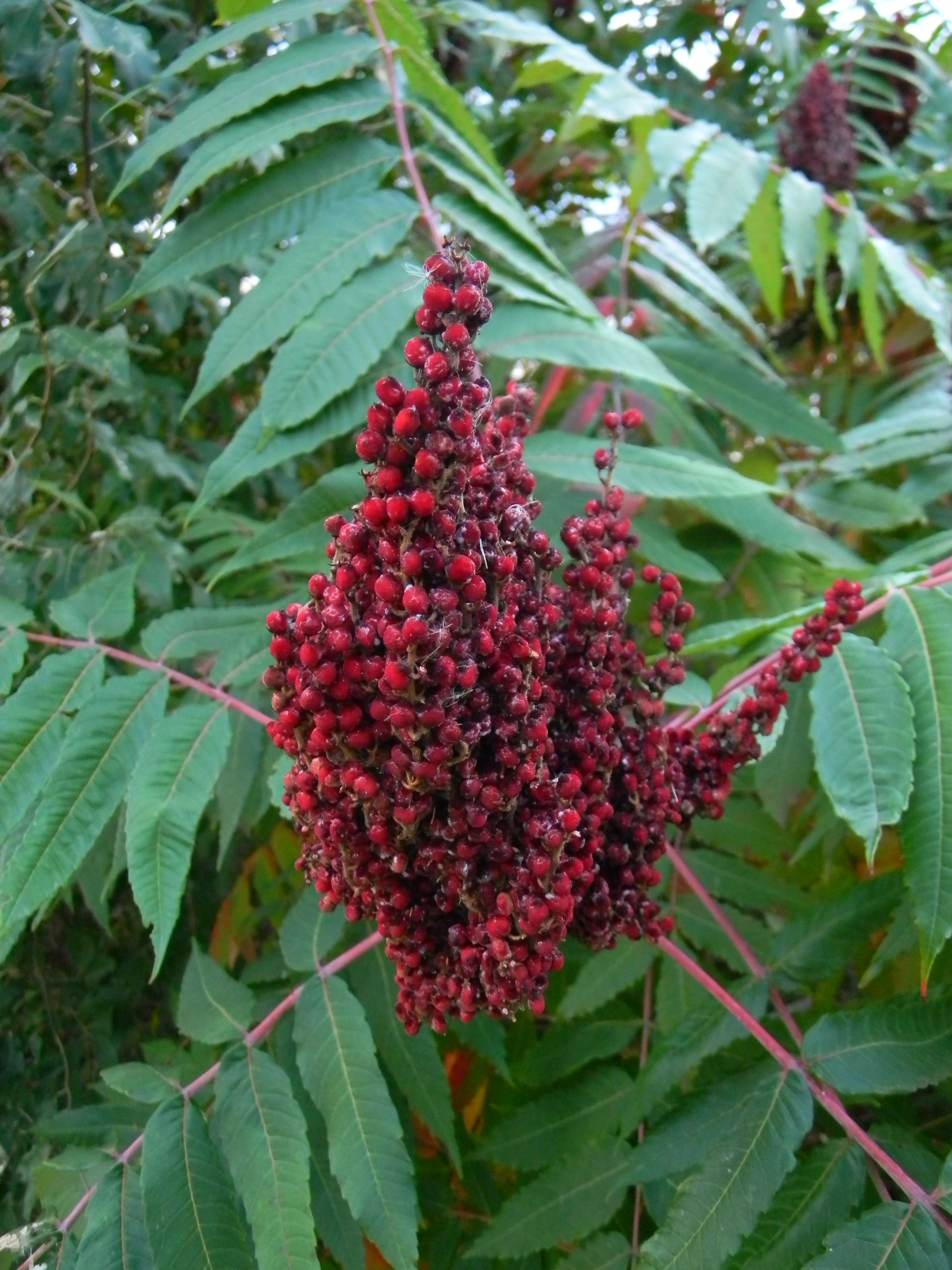 What Exactly is Sumac? (image credits: wikimedia)