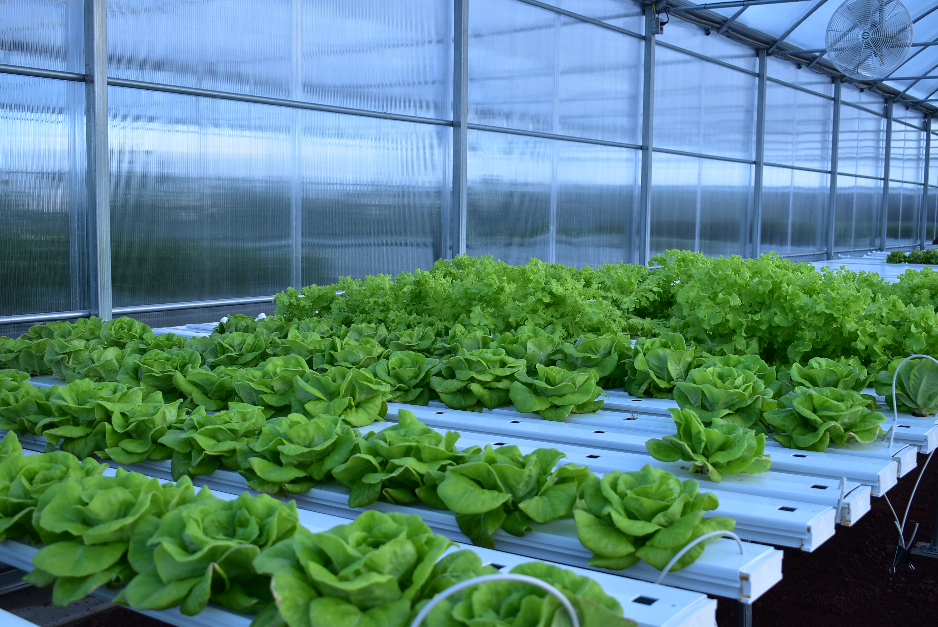 Hydroponics and the Rise of Space Farming (image credits: wikimedia)