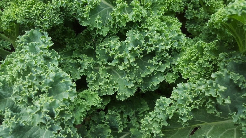 Kale: The Green Giant with a Questionable Edge (image credits: rawpixel)
