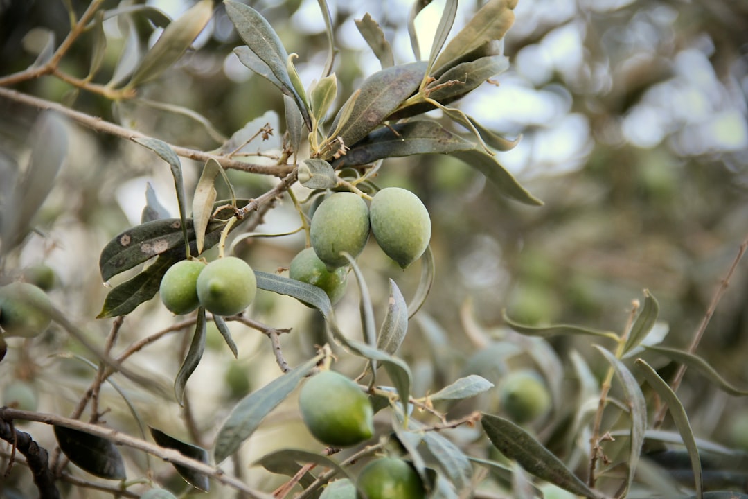 Climate Change Disrupts Olive Oil Production (image credits: unsplash)