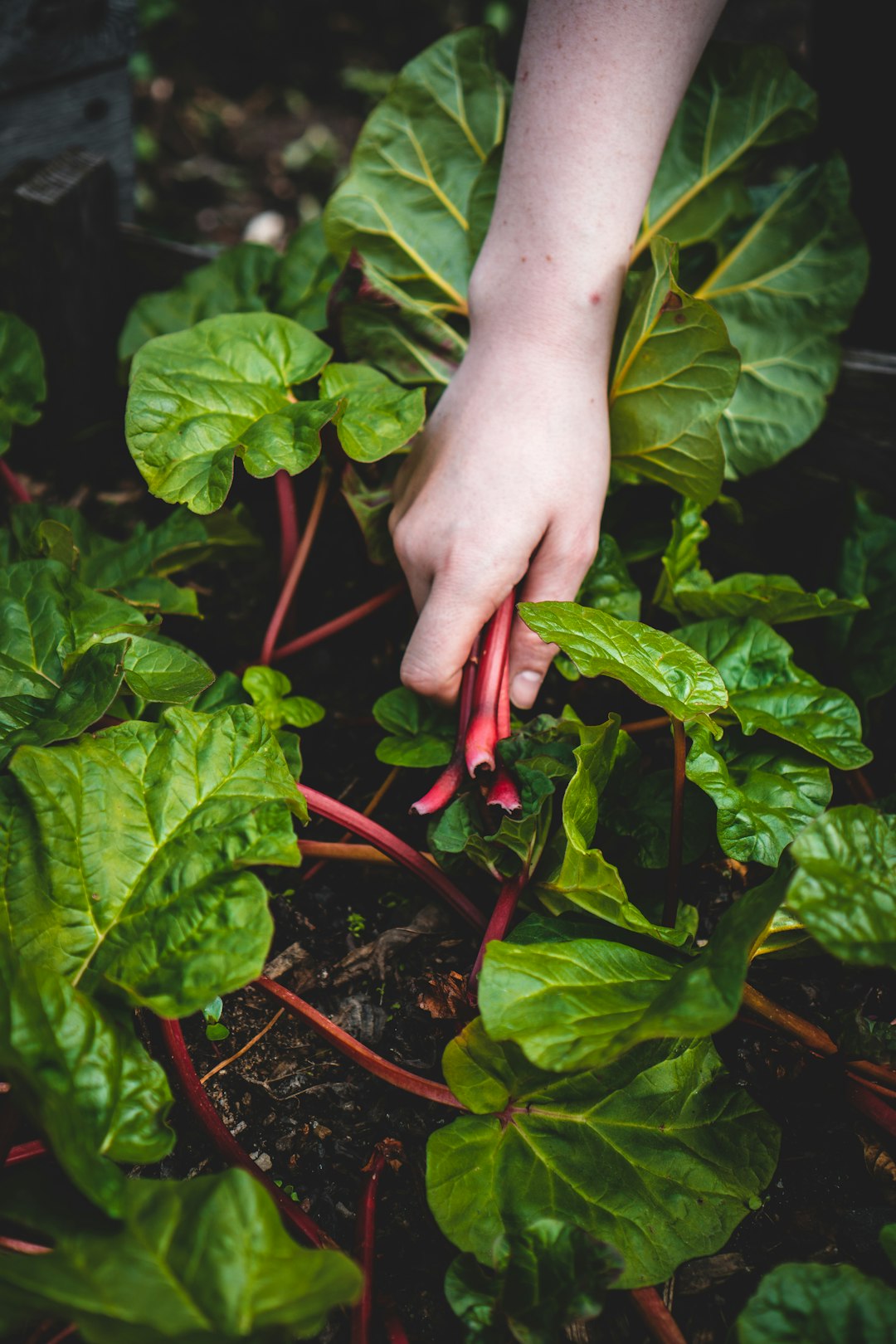 Swiss Chard: The Colorful Blood Pressure Balancer (image credits: unsplash)