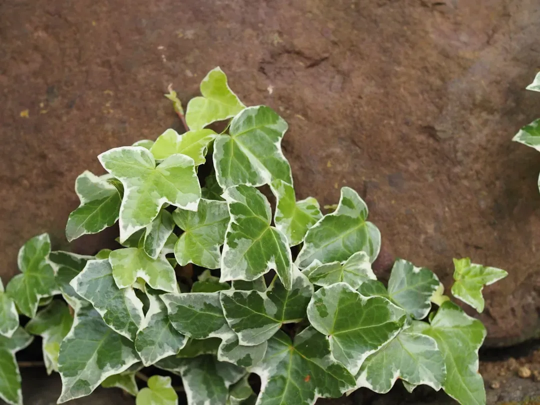 4. English Ivy (Hedera helix) (Image Credits: Unsplash)