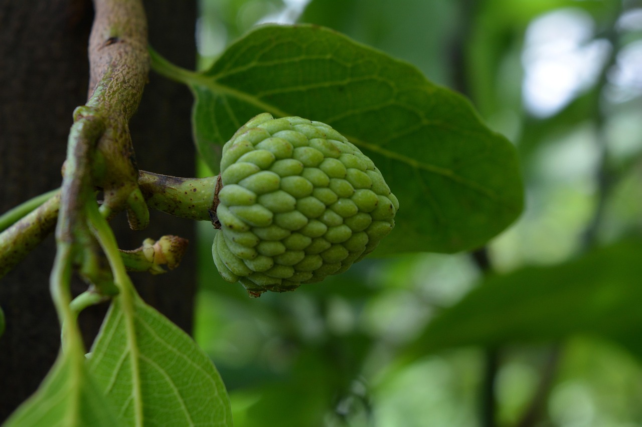 Cherimoya - The Custard Apple (Image Credits: Pixabay)